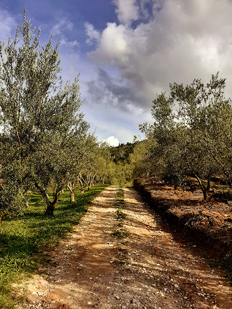 Campos das oliveiras_Oliq_São Bento do Sapucaí